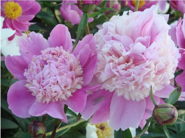 芍药 重瓣花根块盆栽花卉观花植物室内花苗庭院多年生大根种球f7 雪原