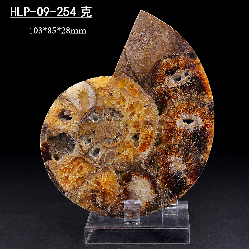 天然菊石化石原石切片海螺古海洋生物化石摆件收藏教学标本底座hlp13