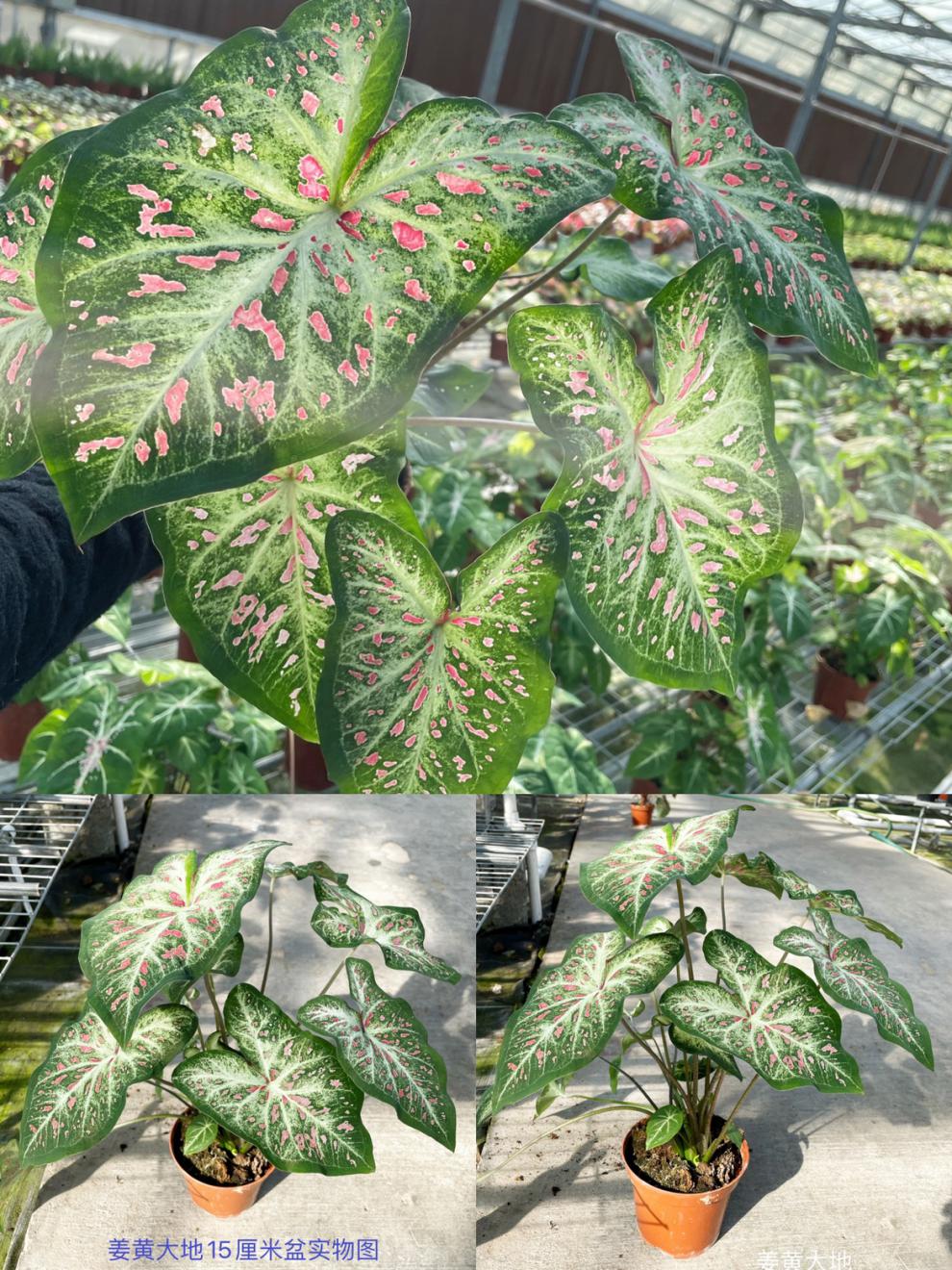 彩叶芋成品合集五彩芋成品网红观叶植物粉色飞溅红酒 浅绿色 玛菲特