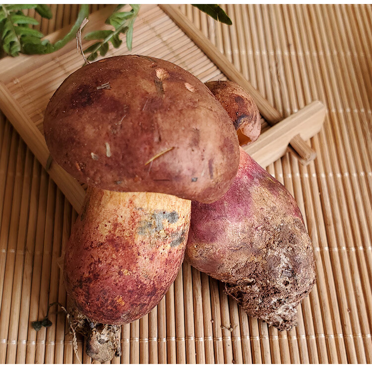 五折 新鲜红葱牛肝菌 见手青云南特产牛肝菌味香肉嫩菌菇500g【图片