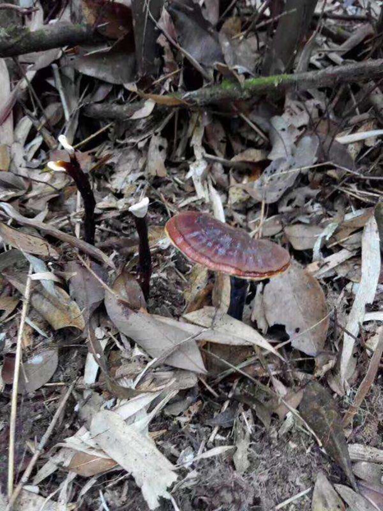 野生云南竹灵芝林芝野生灵芝片紫芝整枝带柄散装1斤装