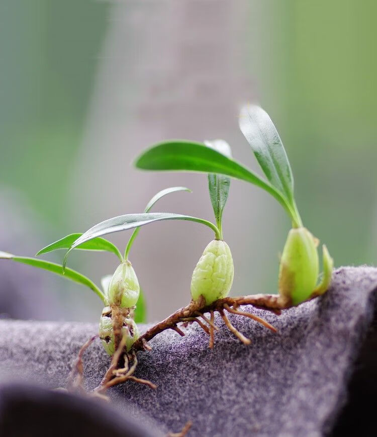 新鲜石橄榄现采双叶石仙桃山石斛石兰豆煲炖汤材料2斤