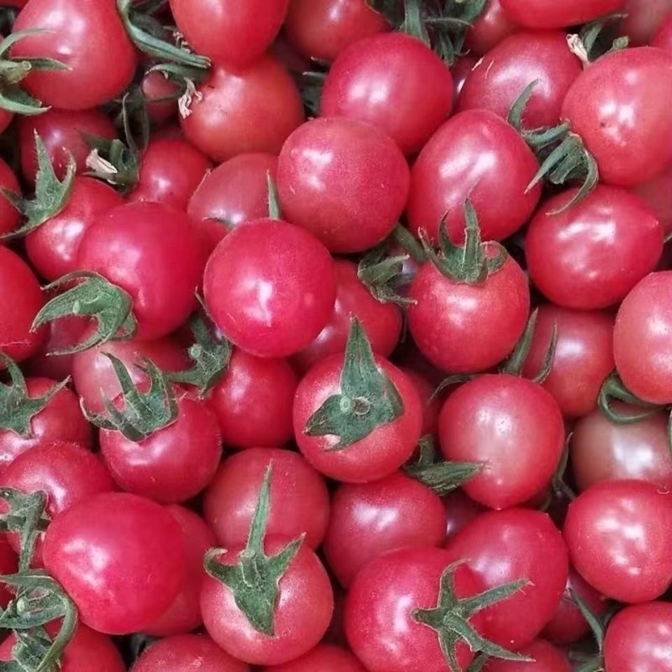 河南现摘现发粉色千禧圣女果小番茄新鲜水果蔬菜现摘樱桃小番茄 粉色1