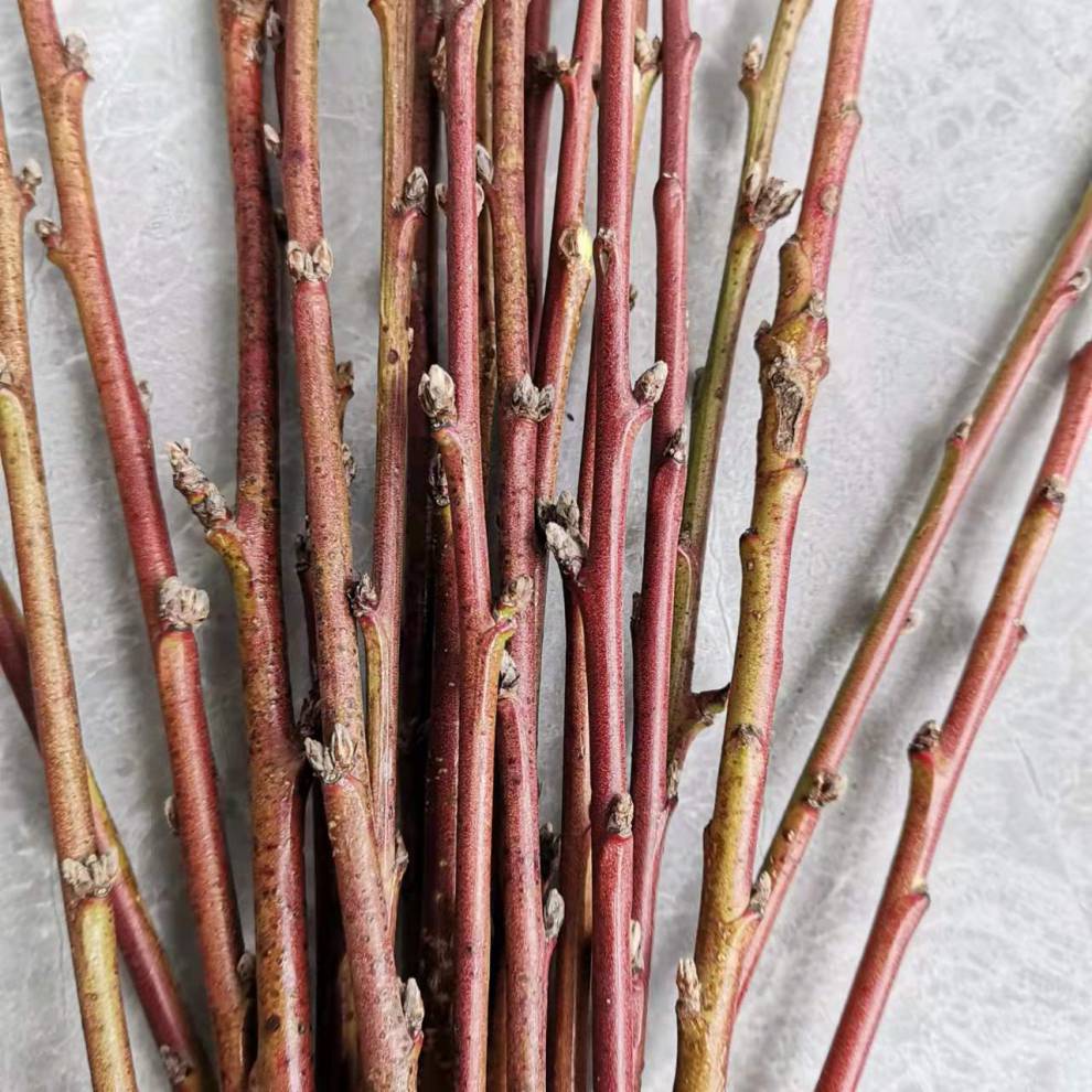 桃木枝天然 野生东南桃枝老桃木桃树条桃木枝桃手工桃树枝桃木棍原木