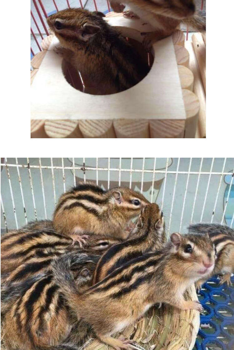 金花松鼠幼崽 两只(一公一母)【图片 价格 品牌 报价】-京东