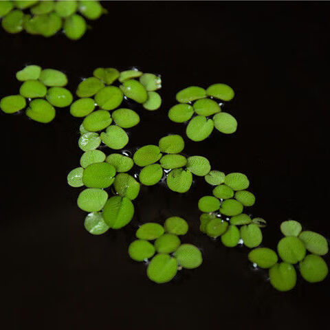 一叶莲水浮萍鱼缸水草水芙蓉水培槐叶浮萍养鱼龟虾净化水质肚兜萍