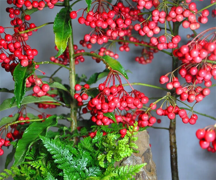 富贵子盆栽带果室内客厅四季常青富贵籽耐寒绿植物3040cm高带果发货不