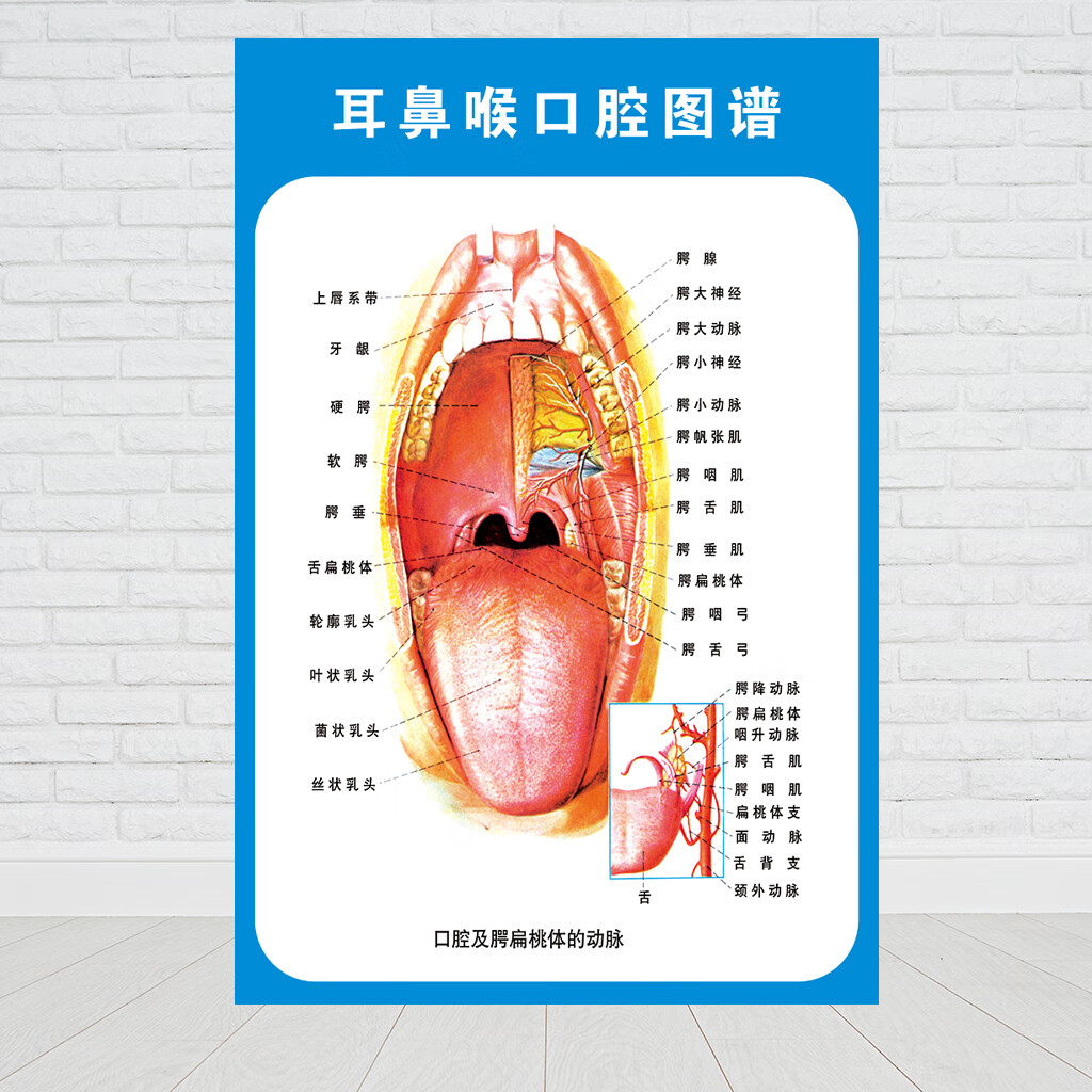 耳鼻喉解剖示意图医院大挂图人体经络穴位图中医养生海报贴画 耳部