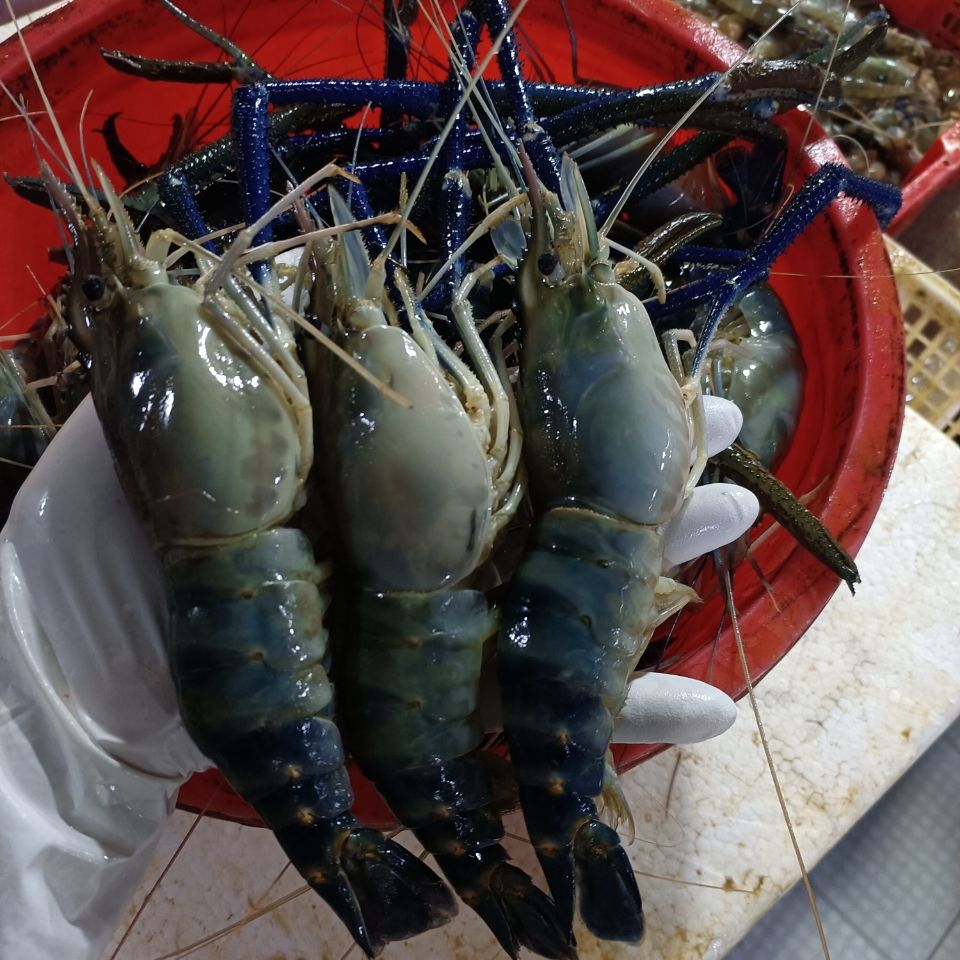 lism大河虾罗氏虾大头虾新鲜活虾速冻海鲜烧烤淡水大虾6只1斤 1斤50只