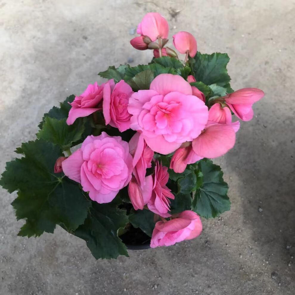 丽格海棠花卉盆栽重瓣带花发货四季开花阳台办公桌海棠易养活 6盆6色