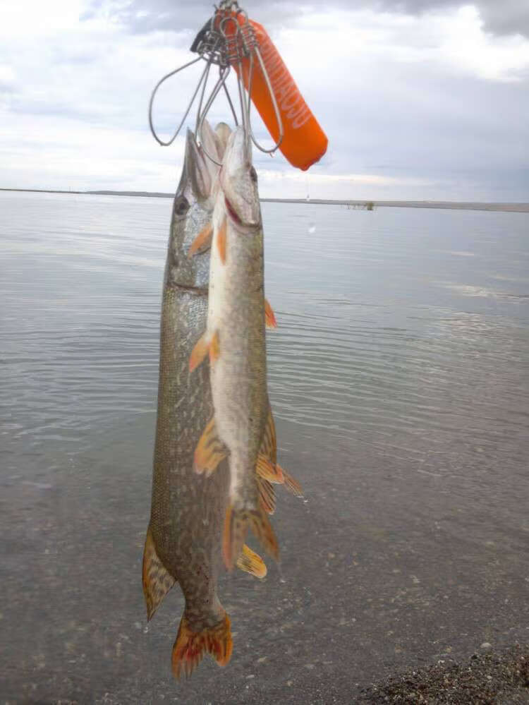 新疆福海冷水鱼新鲜白斑狗鱼又名乔尔泰900克 稀有生鲜鱼【图片 价格 