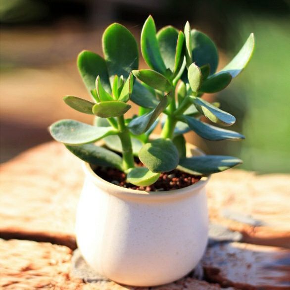 玉树盆栽老桩耐旱多肉植物室内桌面植物盆栽大型玉树燕子掌 【】玉树6