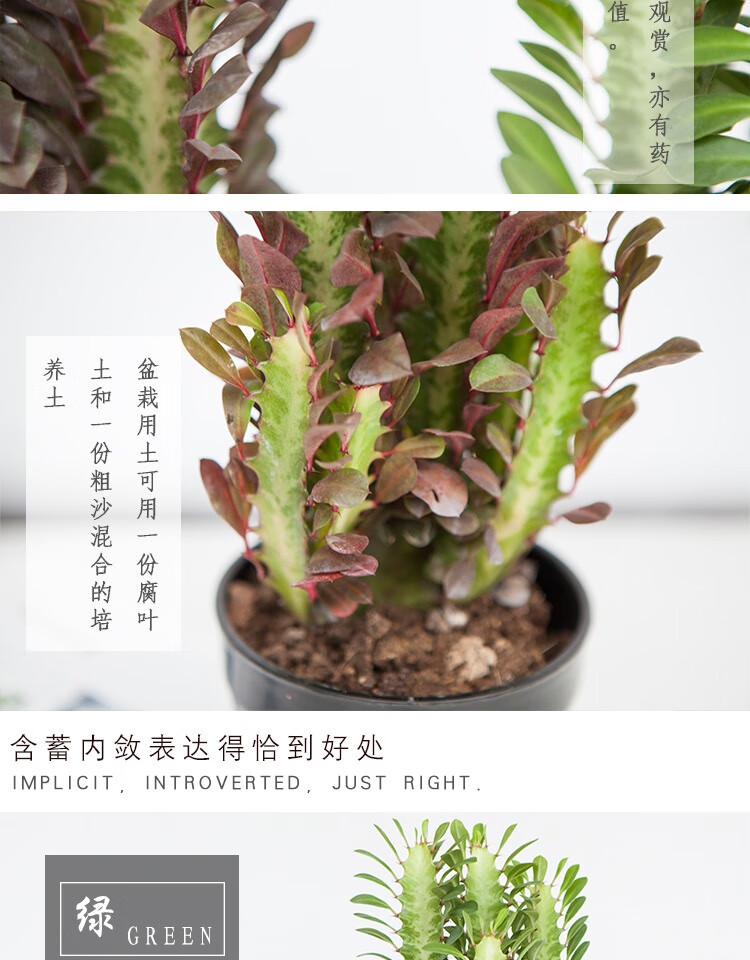 植物盆栽玉麒麟客厅仙人柱巴西龙骨 一青一紫2颗 含盆【图片 价格