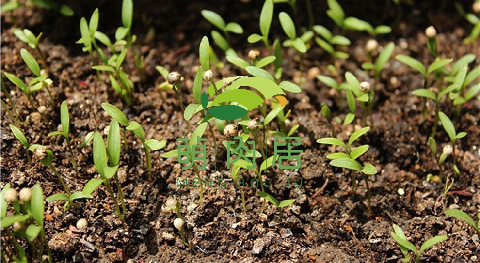 正常发货滨淇蔬菜种子阳台盆栽种菜蔬菜种子泰国抗热香菜种子四季播