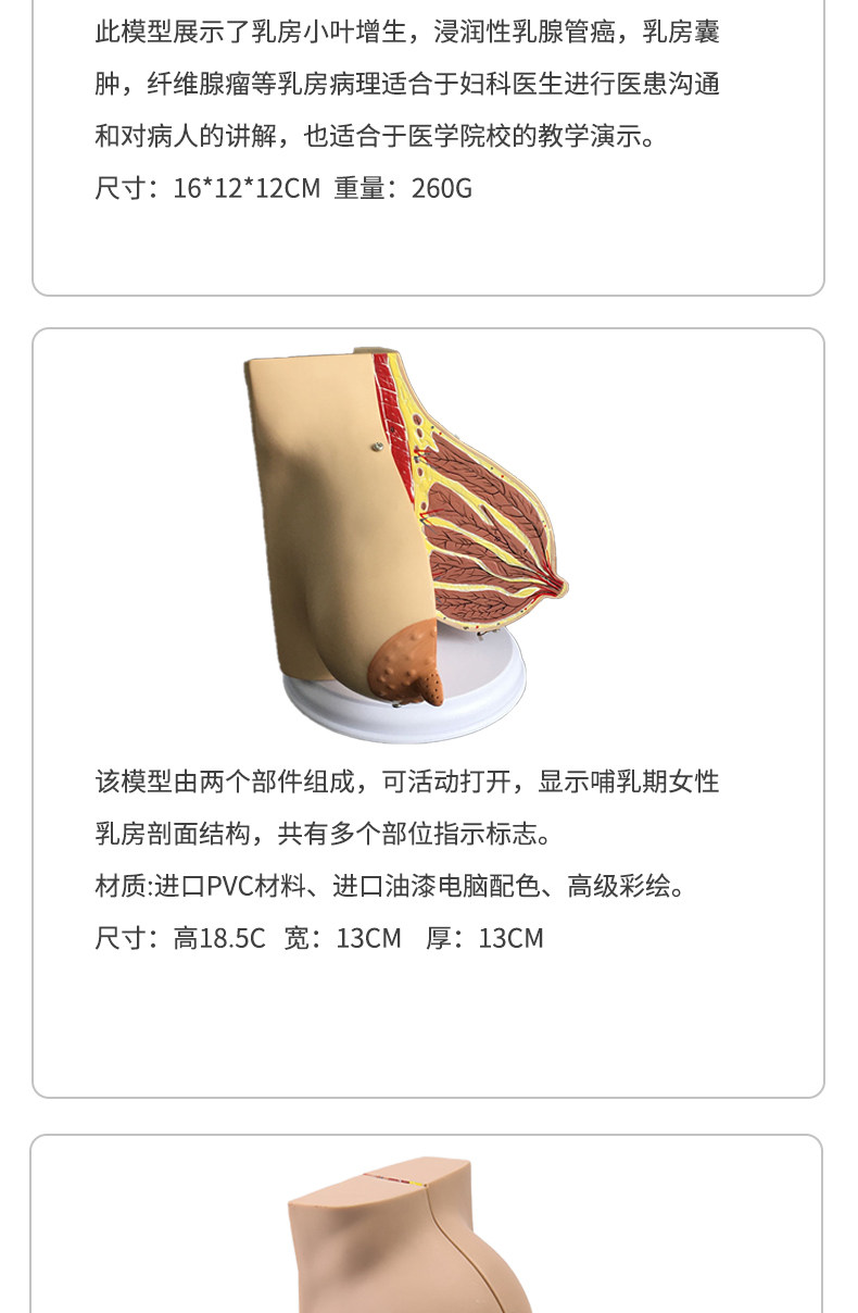 女性乳房阴历图片