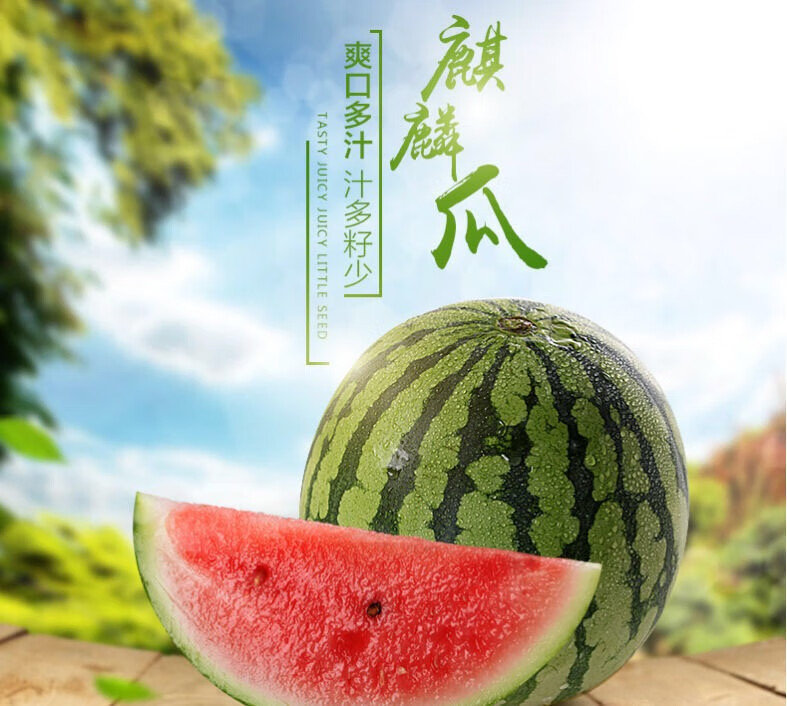 【上嗨可发货】麒麟西瓜 头茬8424 8424西瓜-1粒装【12-14斤】【图片