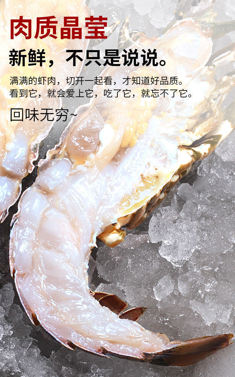 大龙虾小青龙虾鲜活速冻海鲜花龙虾新鲜活冻小青龙澳龙虾广东省外地址