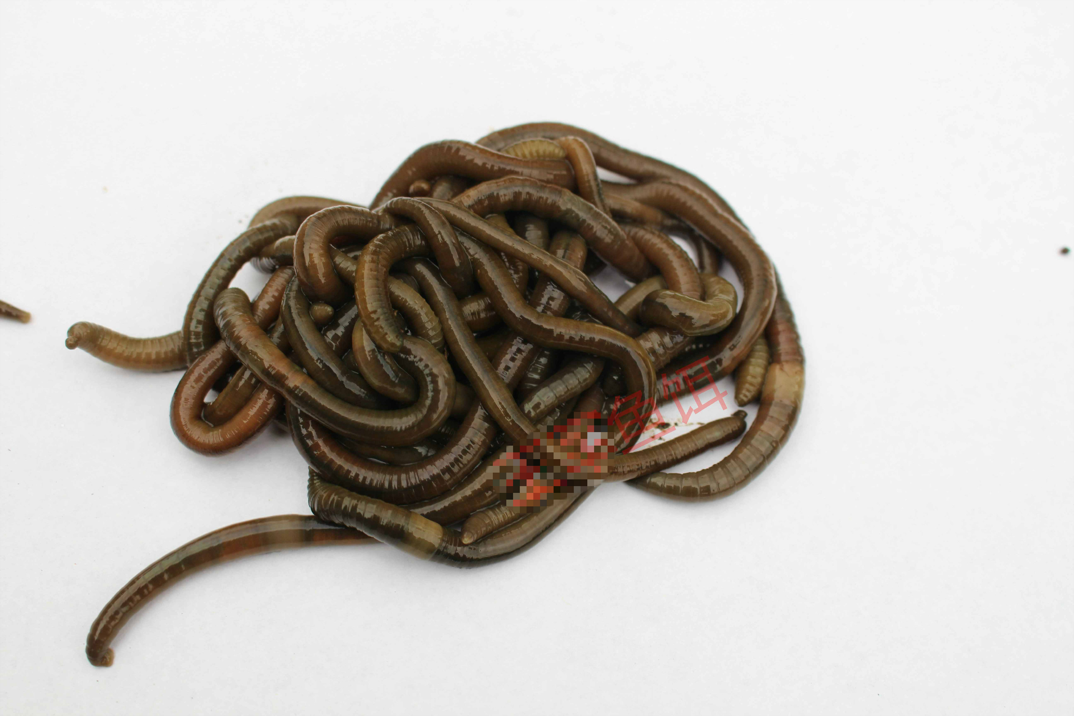 鲜活臭蚯蚓青蚯蚓活饵钓黄鳝特大诱饵活体鱼饵定制定金 中号1斤