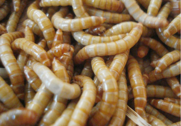 蛋白虫活体种虫 黄粉虫活体鲜活虫面包虫活虫种虫鸟食宠物饲料营养高