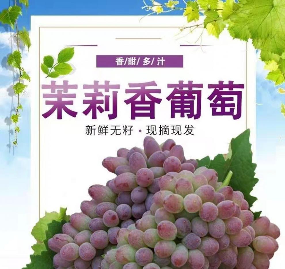 云南茉莉香葡萄新鲜现摘现发郁金香玫瑰香无籽香甜提子当季水果22斤