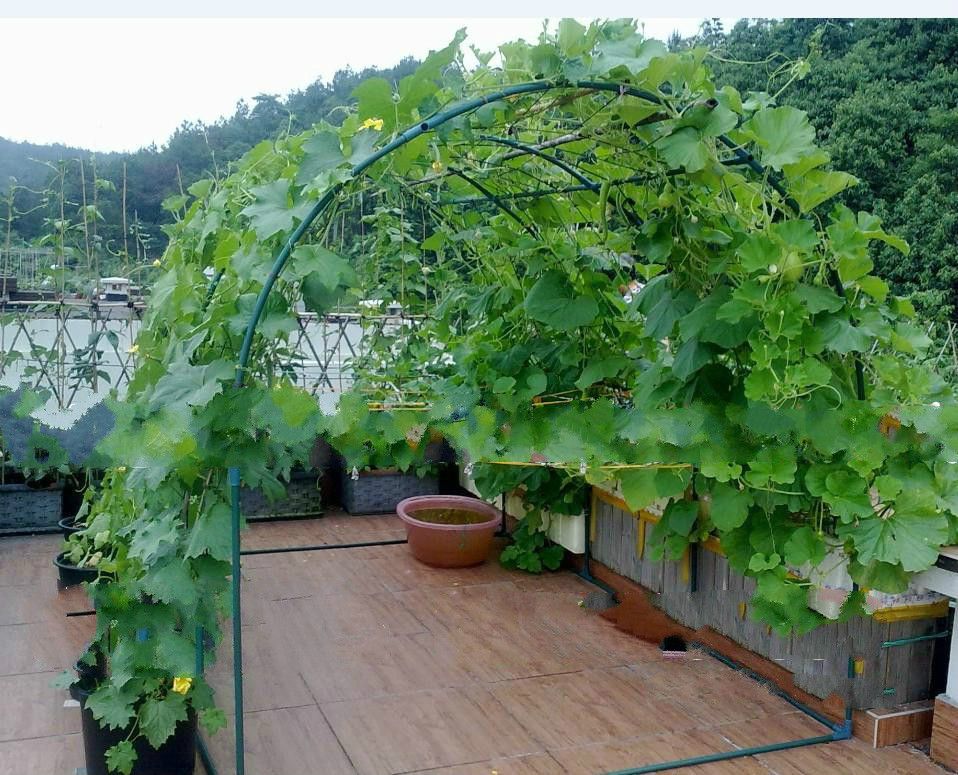 新年礼物植物爬藤架楼顶种菜爬藤菜架攀藤架植物攀爬园艺支架大棚骨架