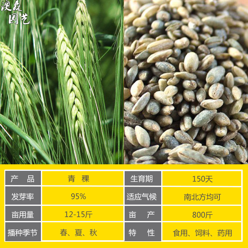 五谷杂粮种籽甜苦荞麦燕麦黑小麦青稞红高粱谷子种子水稻农家庭院水稻