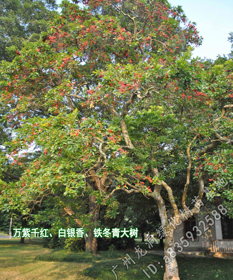 万紫千红铁冬青树苗四季常绿庭院景区行道绿化白银香苗山 铁冬青苗120