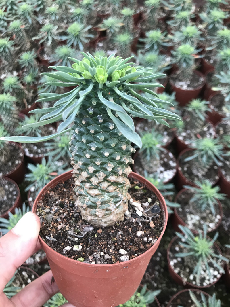 多肉铁甲麒麟白桦峨眉山一物一拍块根好养 铁甲麒麟老桩单头高6cm 带