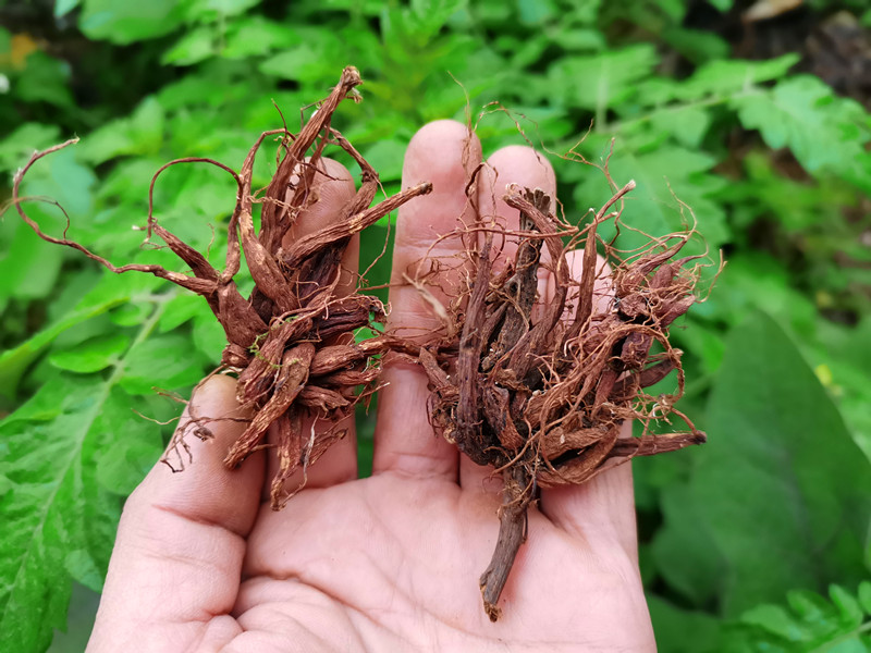果果老爹贵州农产品草药红活麻根中药材红禾麻红火麻小红麻纯根干货