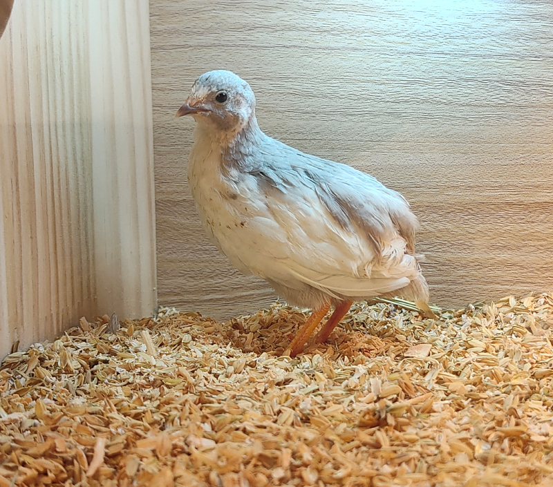 芦丁鸡饲料网红芦丁鸡开口粮产蛋饲料宠物喂养食物应急