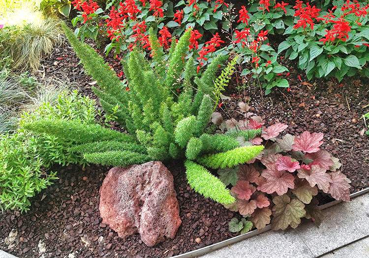 狐尾天门冬盆栽地栽窗台阳台庭院耐热观叶植物四季常青多年生好养易活