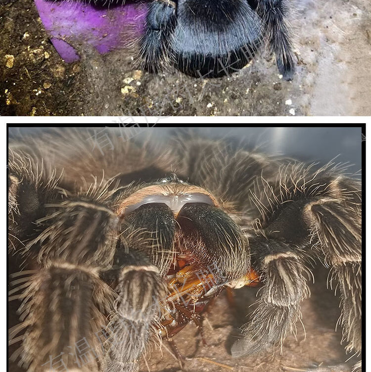 宠物活物蜘蛛 巴西所罗门幼体1-20cm宠物狼蛛入门新手温顺大型巨型