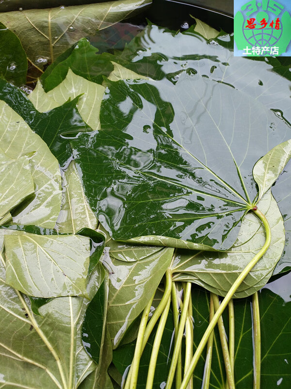 嫩包谷玉米粑粑桐子叶手工包制粗粮新鲜发货3斤四川达州 1500g【图片