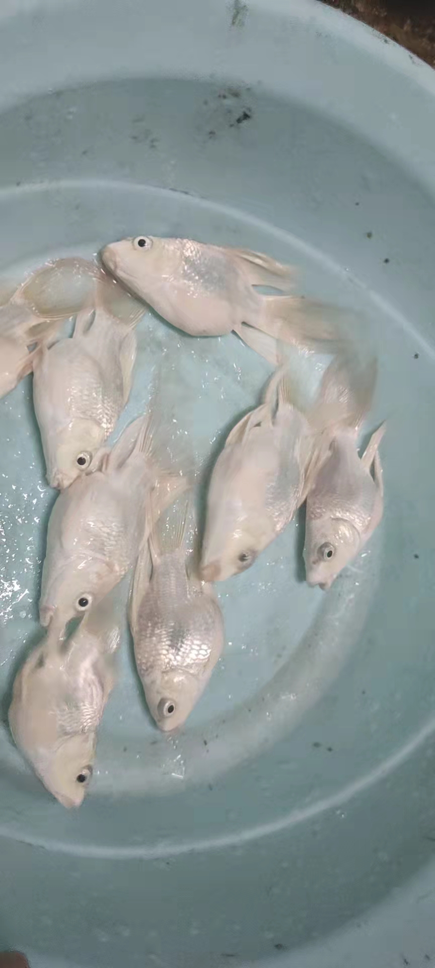 球体蝴蝶鲤短身贵妃鲤银龙锦鲤白金龙凤鲤观赏鱼苗冷水鱼金鱼 赛级