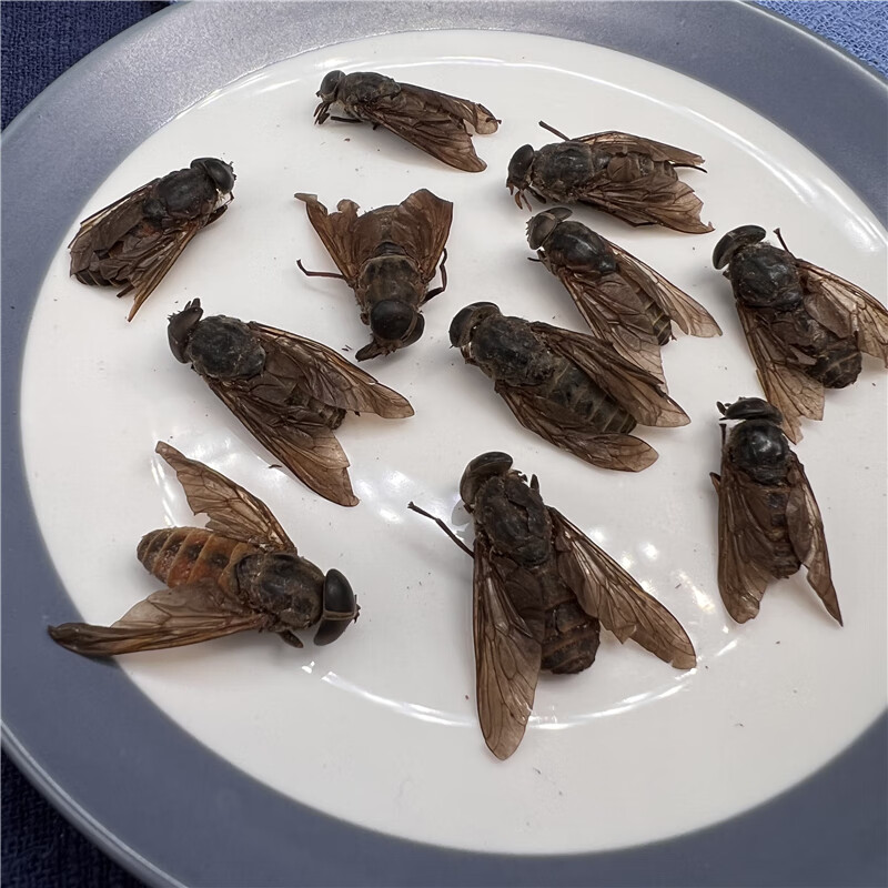 牛虻虫 中药材牛苍蝇 牛虻 牛牤虫牛氓虫牛虻虫新货上市无硫 食用 50g