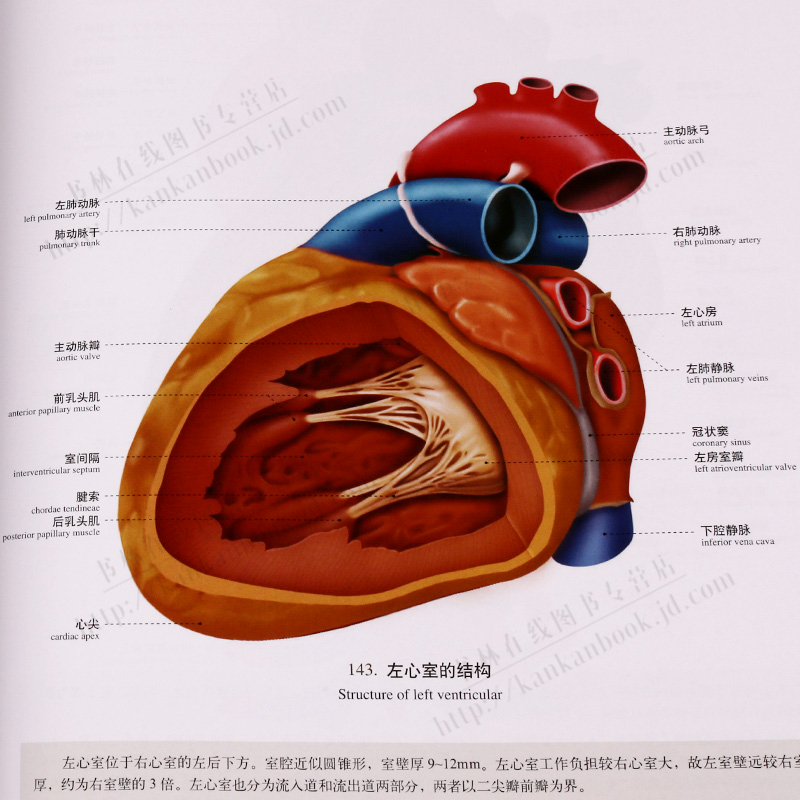 临床人体解剖图谱 胸心外科分册 基础医学临床解刨学教材书籍 上海