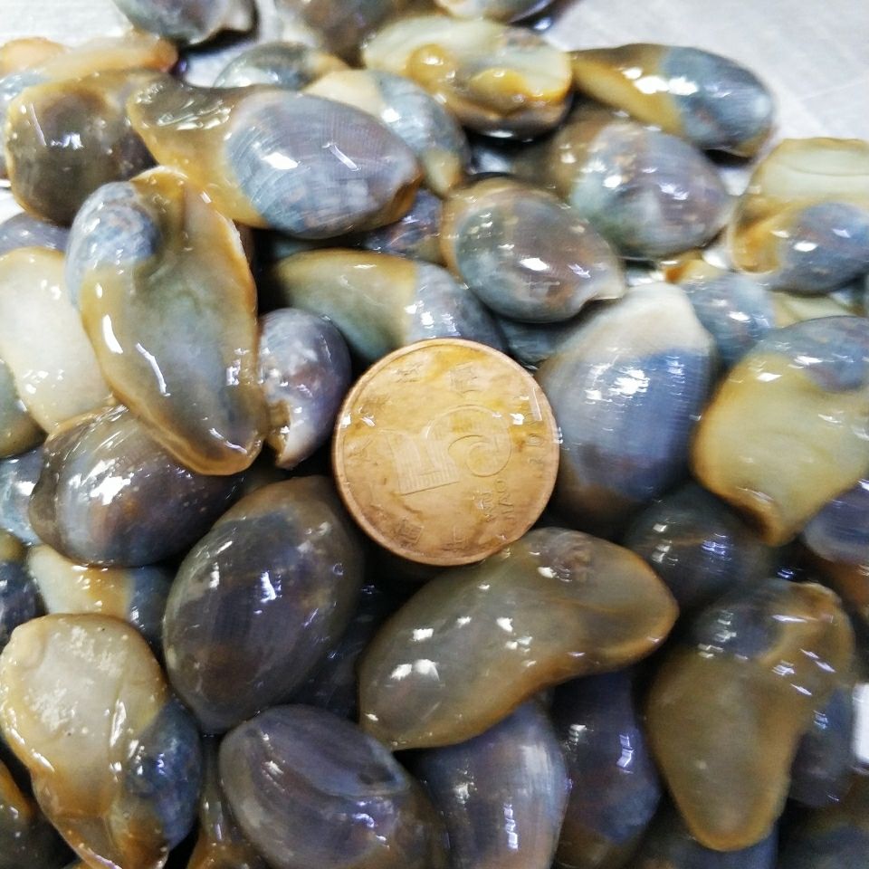 超大黄泥螺 无沙 爽脆 个大 盐城特产小海鲜醉泥螺特大特优大泥螺 400