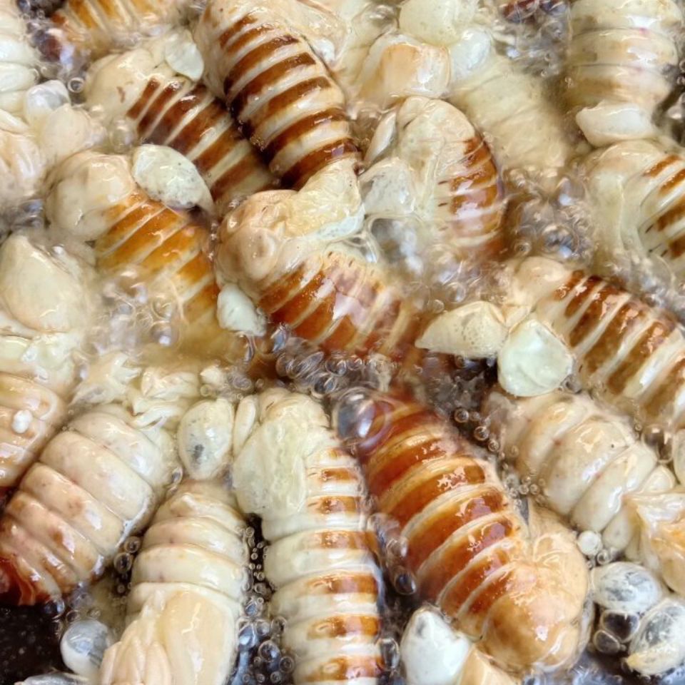 【精选好物】喜多多东北特产神仙蛹嫩蚕蛹绿色蚕蛹薄皮柞树蚕蛹速冻