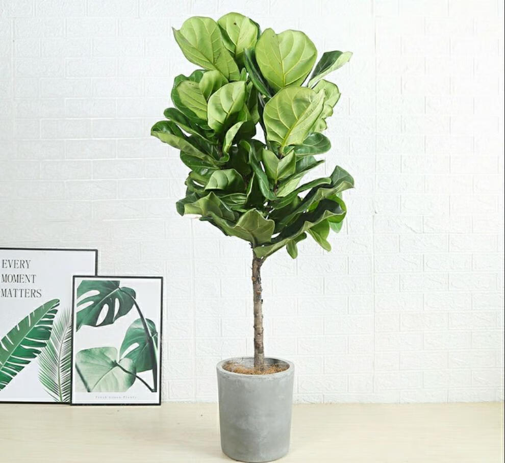 琴叶榕大盆栽客厅阳台大型绿植北欧风四季常绿除甲醛好养观叶植物 搭
