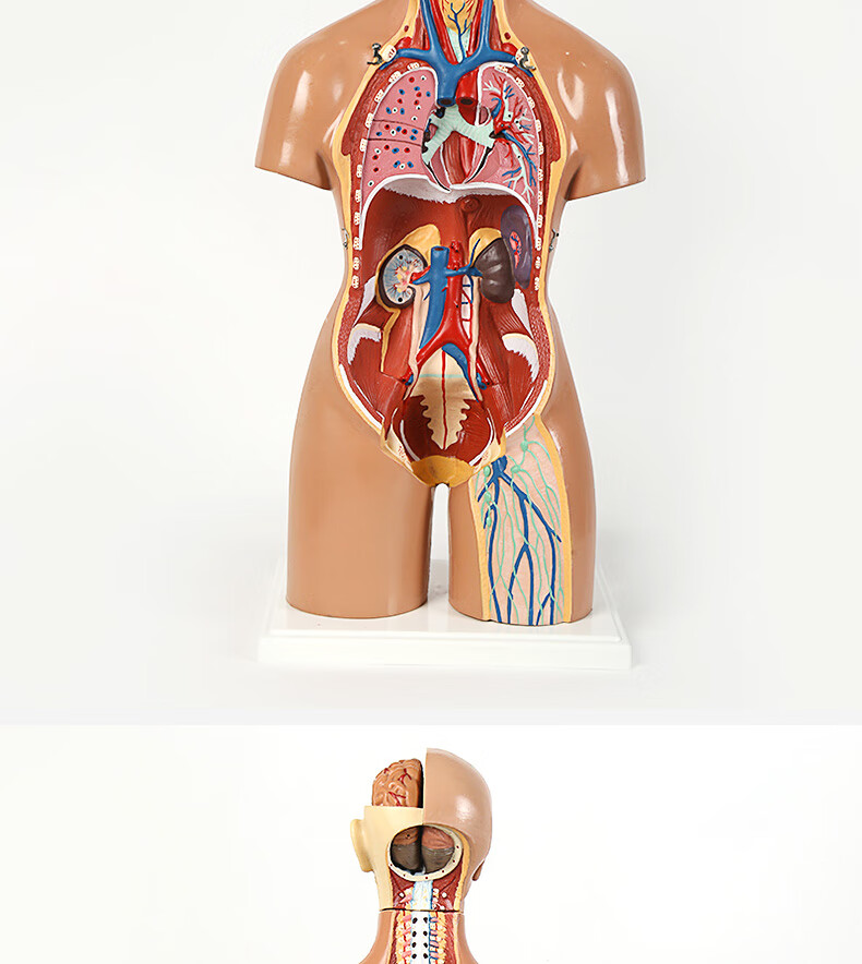 医学人体模型器官图片