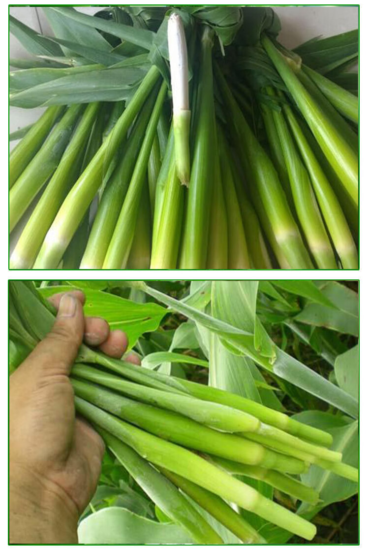 高粱乌米 东北特产 新鲜速冻乌米 乌咪 乌苠 乌民 新鲜现摘 500g