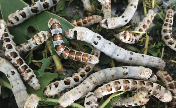 荣郁 稀有品种 特殊斑纹蚕宝宝卵龙角斑马黄皮黑虎斑点另有小蚕 满天