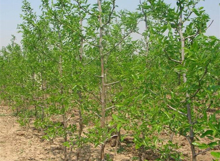 冬枣矮化盆栽枣树果树苗子南方北方庭院栽植红枣种植当年结果树苗金丝