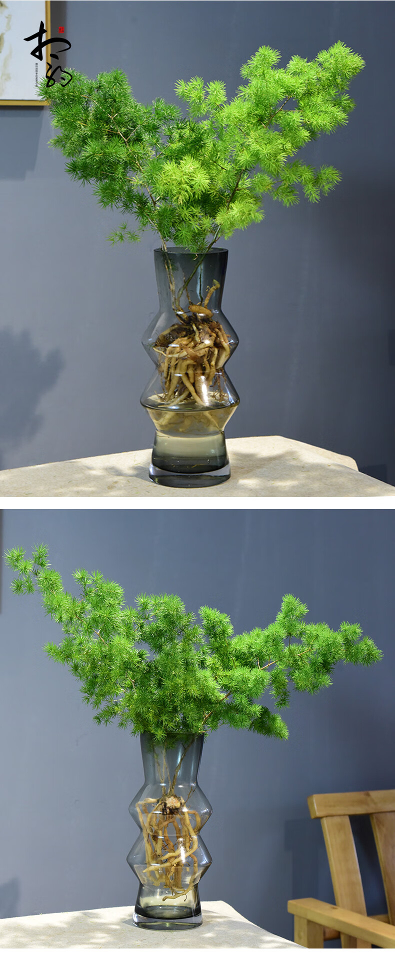 办公室盆景水培蓬莱松室内好养绿植客厅桌面四季好养花卉盆栽摆件