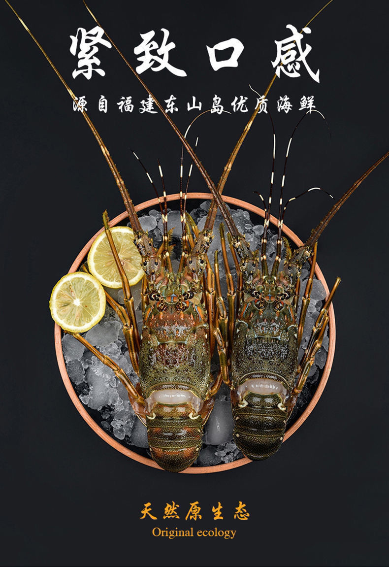 小青龙活冻澳洲龙虾新鲜小青龙龙虾仔海鲜活冻中花龙大青龙虾 腾旺纳