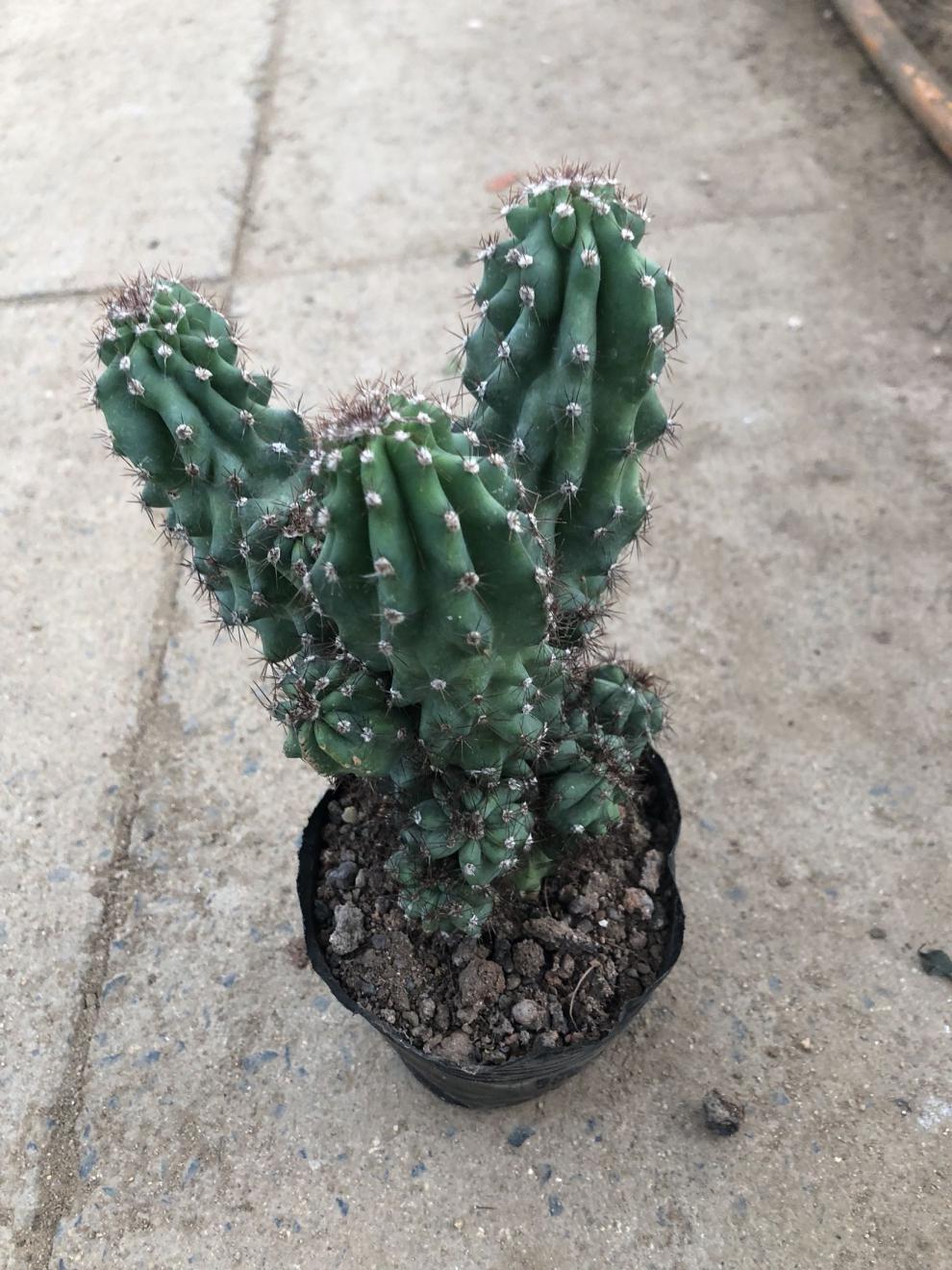 仙人山虎头罗汉山影拳 仙人掌类沙生多肉植物 虎头山影 盆栽花卉 虎头