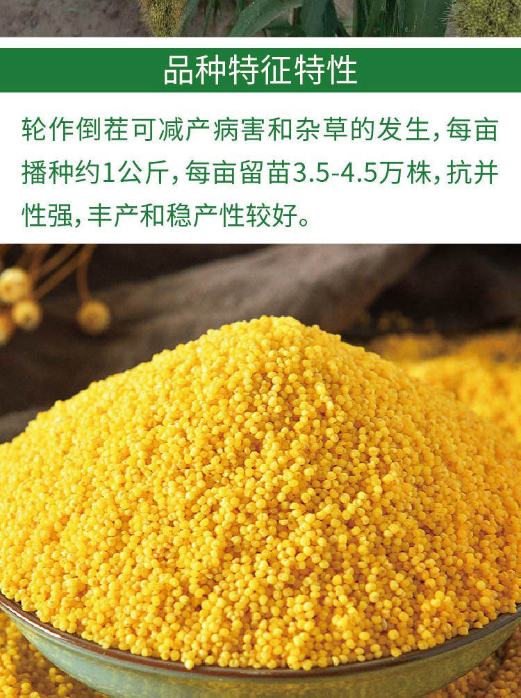 黄谷种子小米小香米种籽稻谷抗病高产谷子五谷杂粮种孑大田基地抗旱白