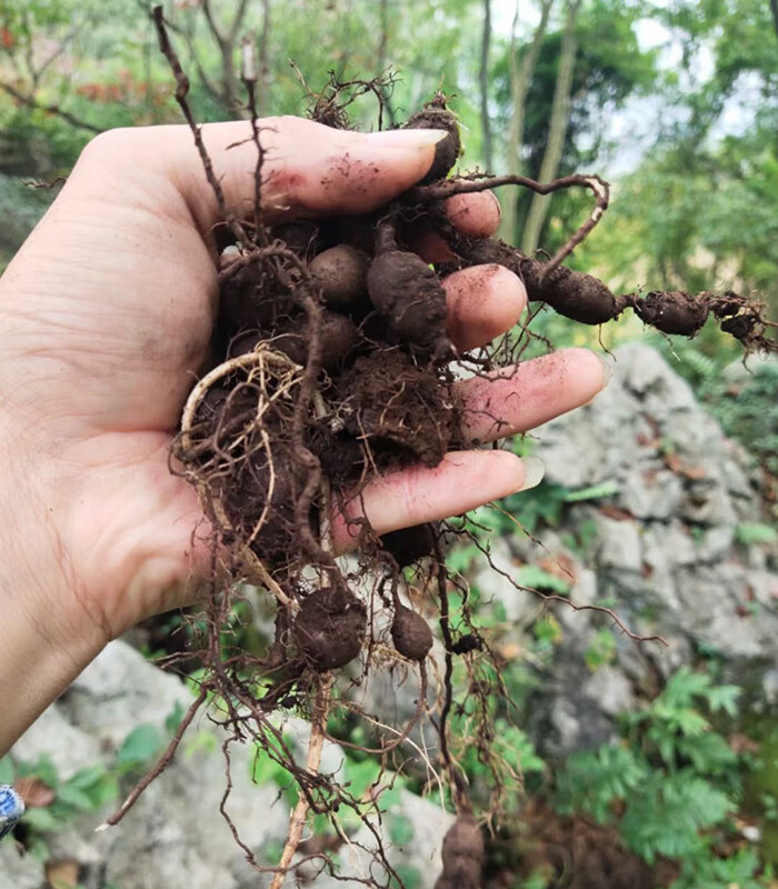 三叶青新鲜500g中药材金线吊葫芦精选良心采挖三叶青新鲜【图片 价格