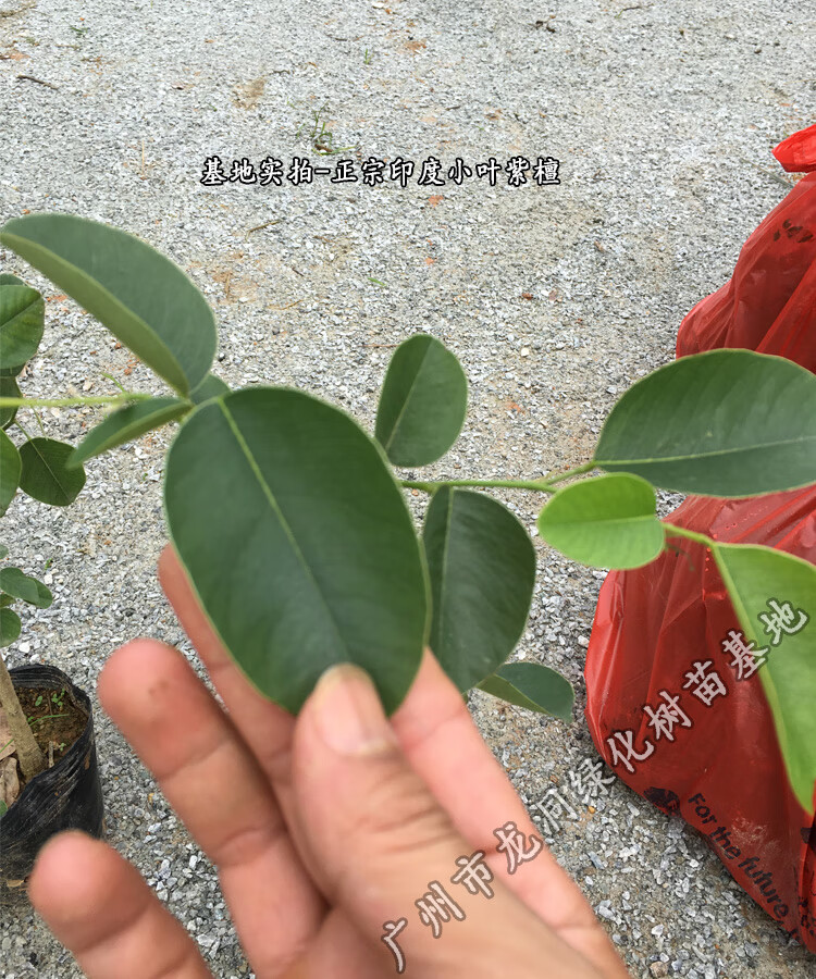 红木树种檀香紫檀苗印度小叶紫檀树苗下单留言或备注其他