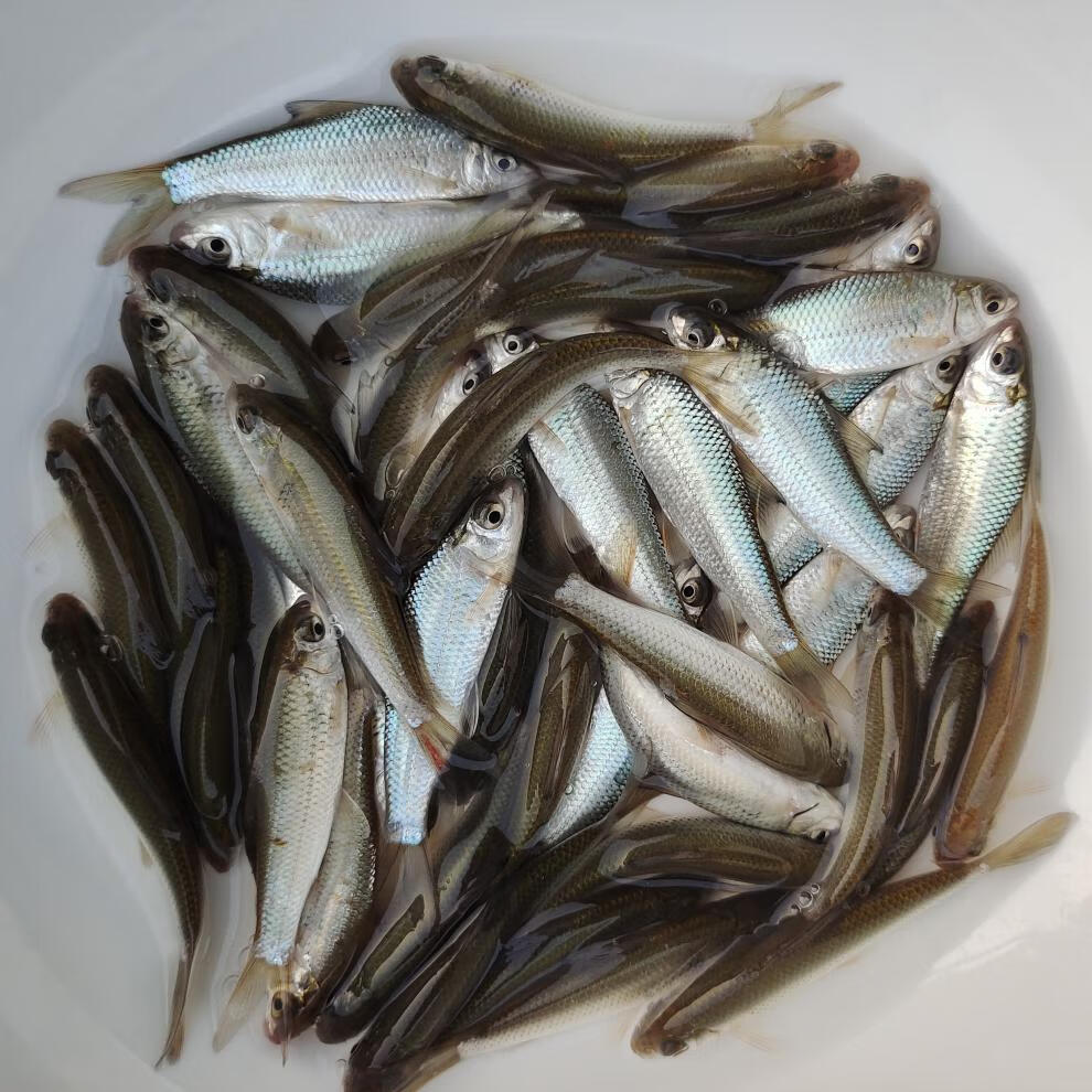 土鲮鱼苗麦鲮鱼泰鲮鱼苗鲮公雪鲮鱼活体淡水养殖鲜活食用专用饲料优选